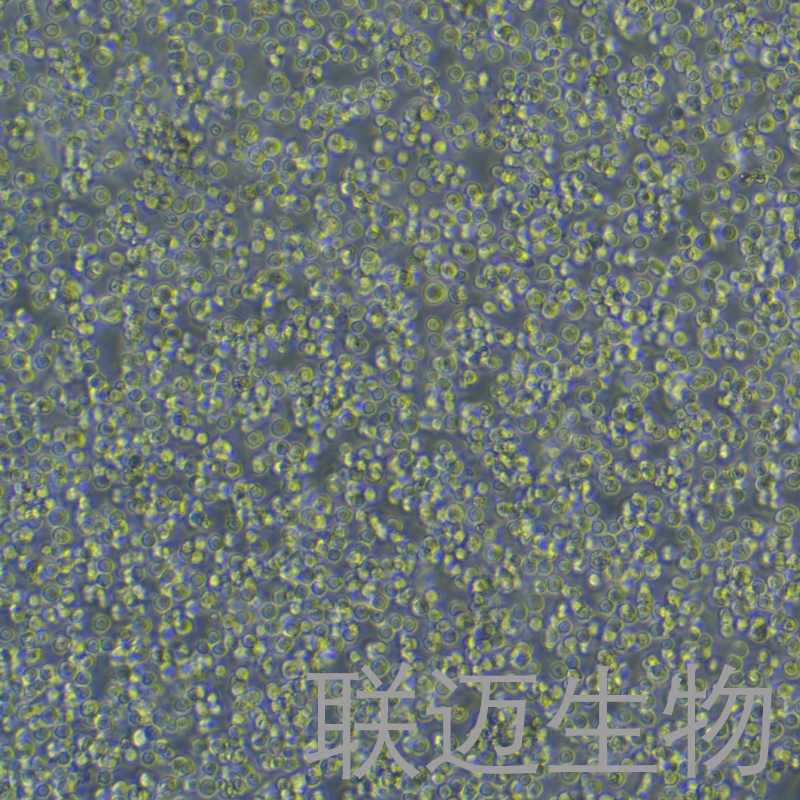 Raji-eGFP-luc细胞（人口腔鳞癌细胞荧光素酶标记+绿色荧光蛋白）LM8C0189-LG