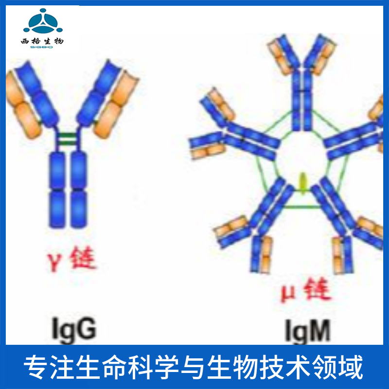类固醇激素合成急性调节蛋白抗体