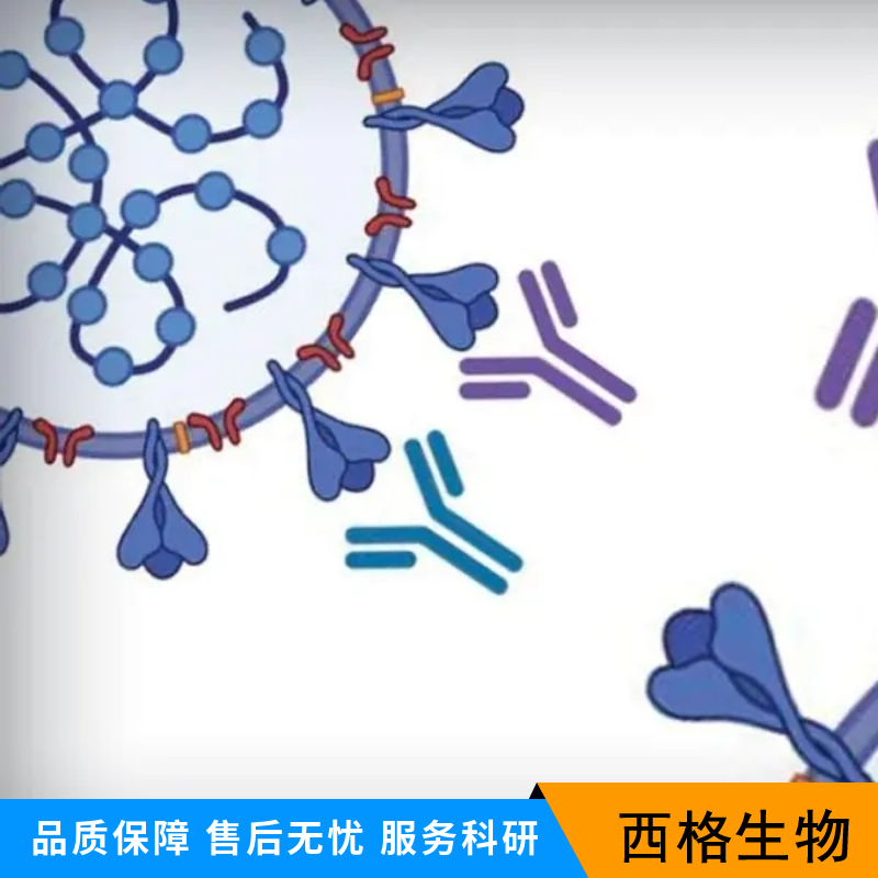 肿瘤坏死因子受体相关因子2抗体