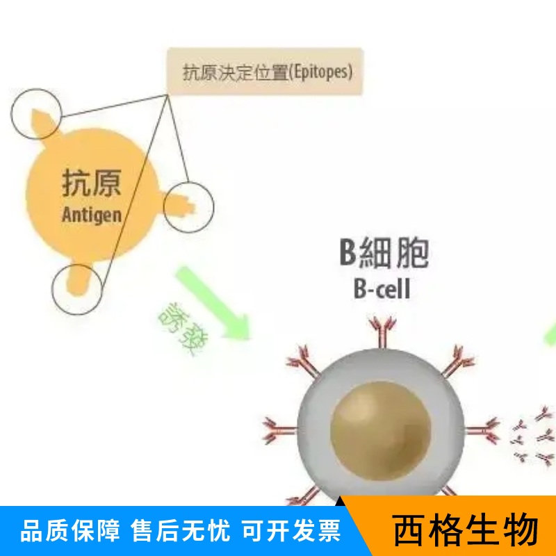 抑制素βA/Inhibin βA抗体