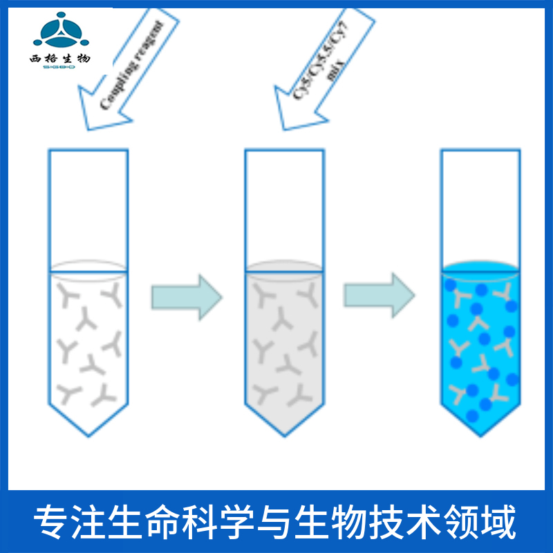 吲哚乙酸抗体/植物生长素抗体