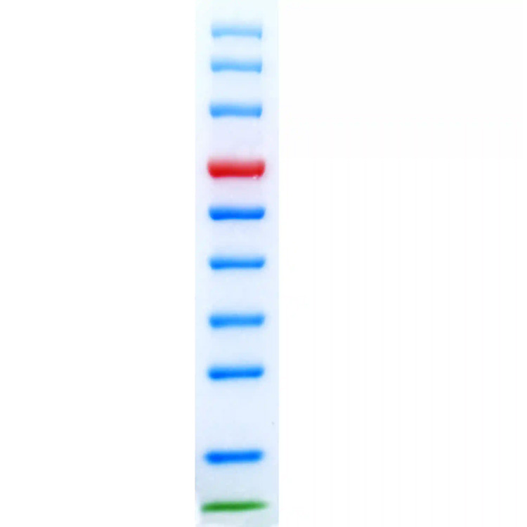 校准级彩色预染蛋白Marker(8-180kDa) | EnkiLife恩玑生命
