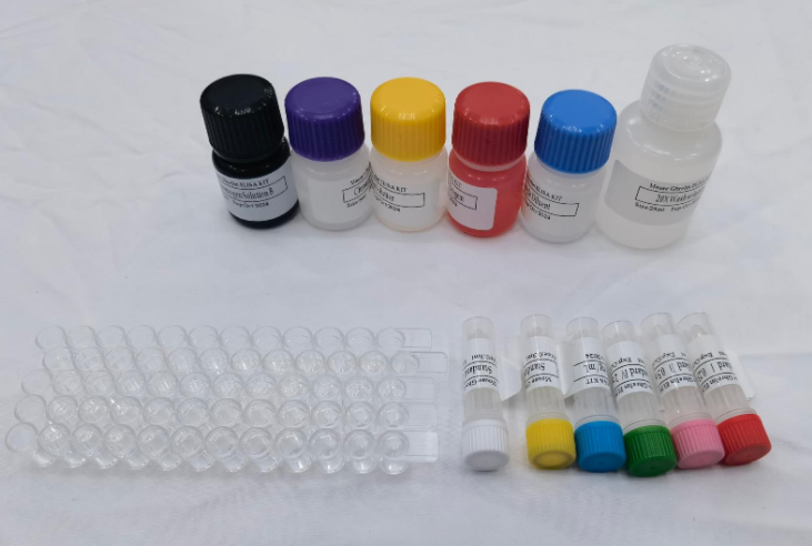 人含RALBP1关联Eps域蛋白1(REPS1)ELISA试剂盒