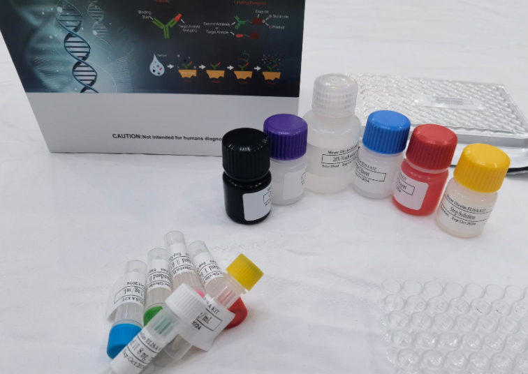 人Mg2+/Mn2+依赖性蛋白磷酸酶1B(PPM1B)ELISA试剂盒