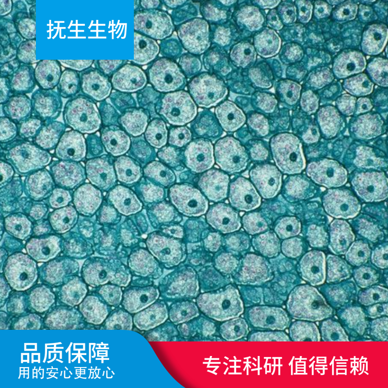 BICR 82人头颈部鳞状细胞癌细胞