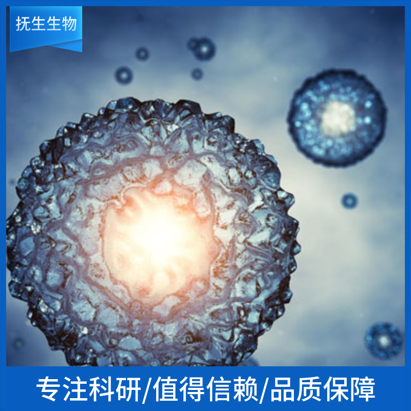 1321N1人脑部多形性成釉细胞瘤细胞