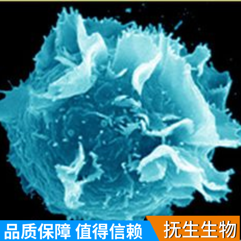 人肺鳞癌细胞+LUC;NCI-H226-LUC-PURO