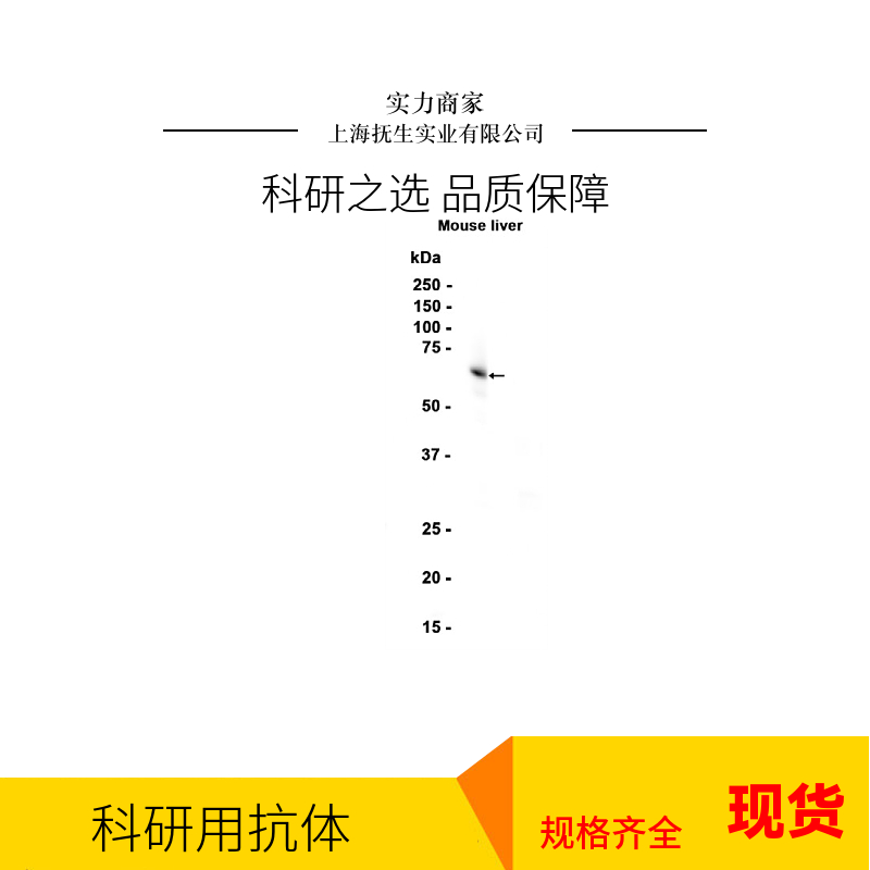 间隙连接蛋白43抗体