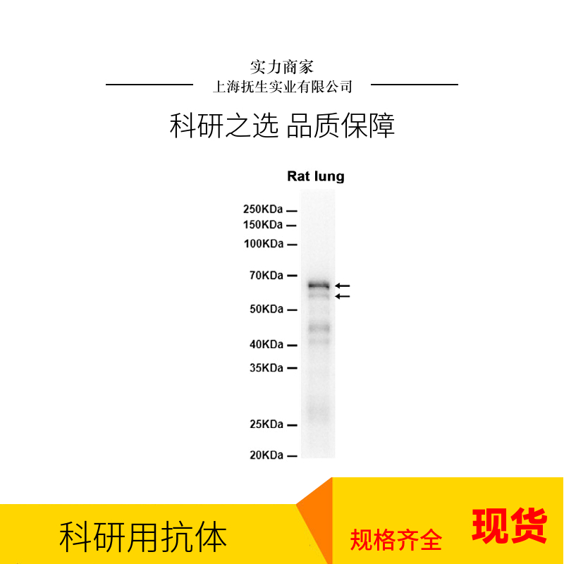 臂板蛋白3A抗体