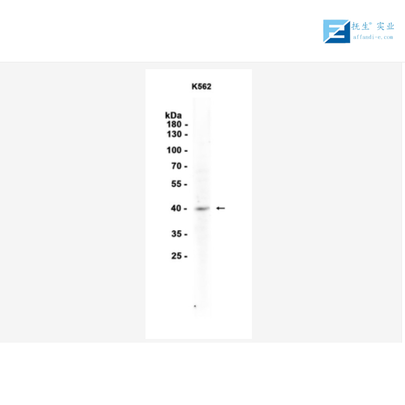 丙型肝炎病毒-NS3抗体