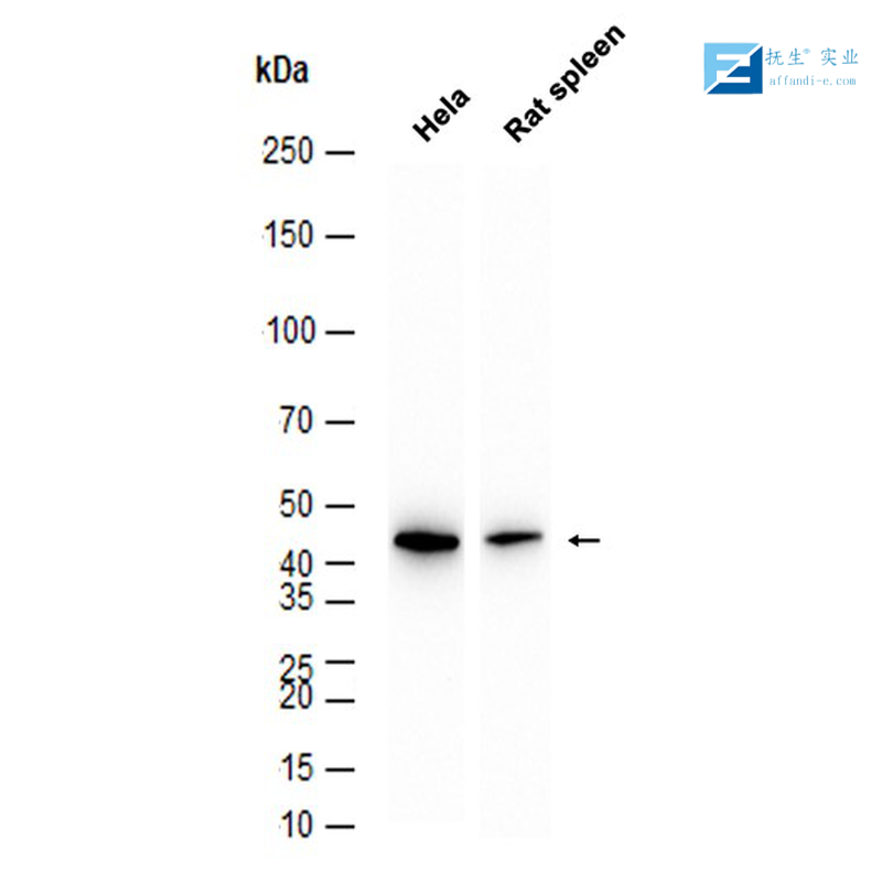骨形态发生蛋白2抗体