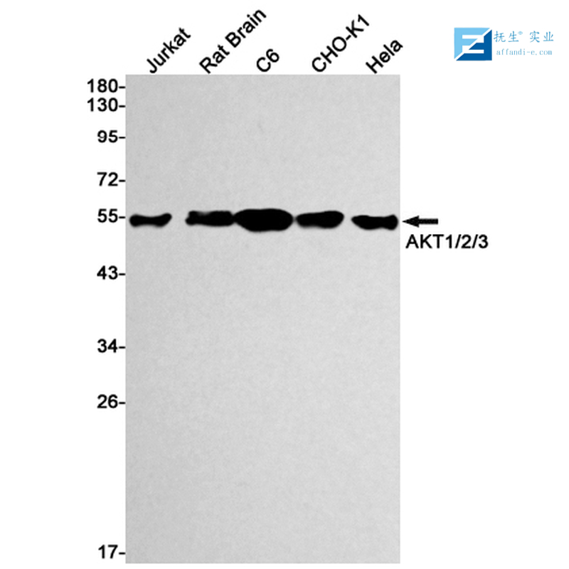 核转录因子SOX4抗体