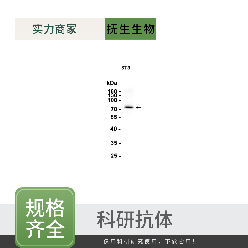 半胱氨酸蛋白酶8抗体