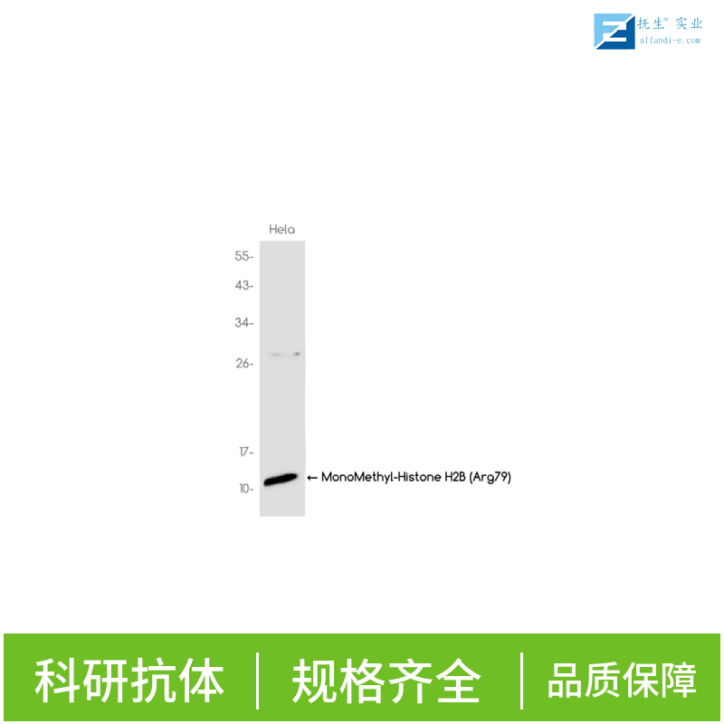 氨基末端激酶1/2/3抗体