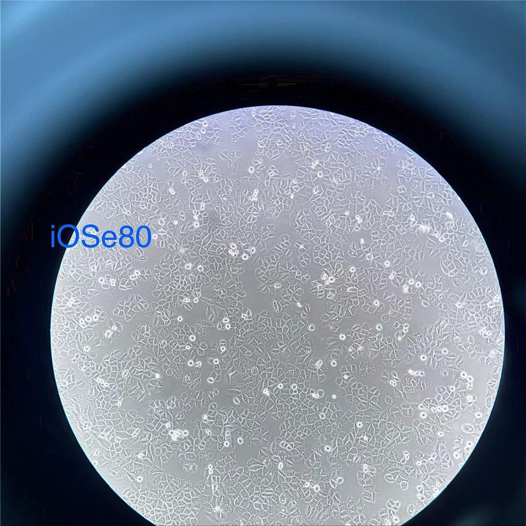 养好细胞就用Evacell胎牛血清