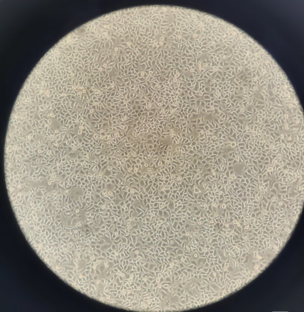 养好细胞就用Evacell胎牛血清