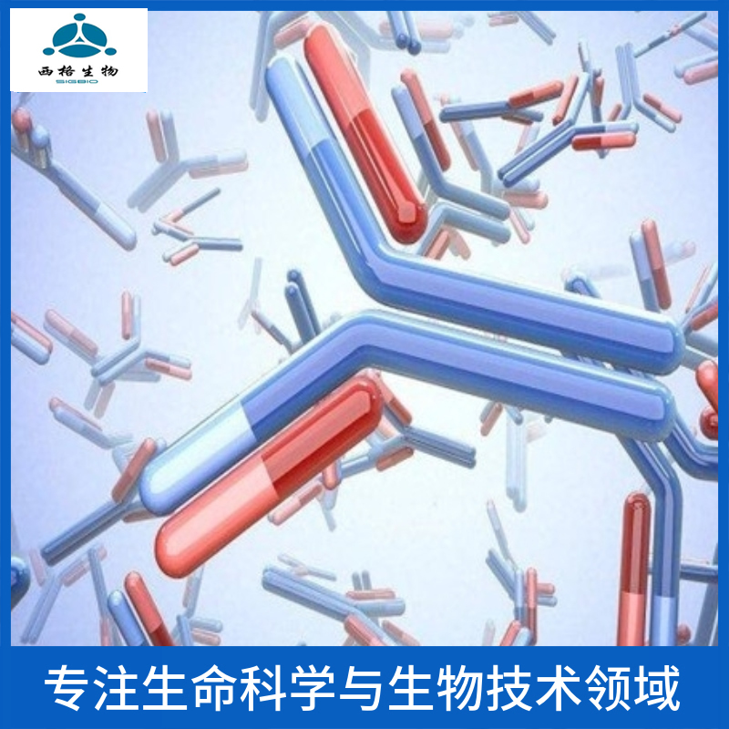 髓鞘少树突胶质细胞糖蛋白抗体