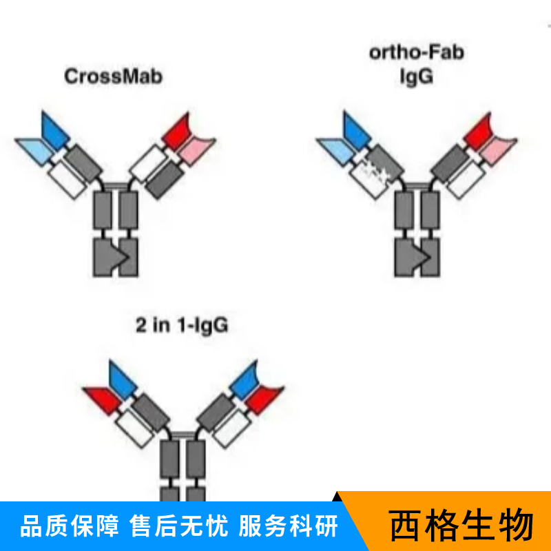 缺氧诱导因子1α /HIF-1α重组兔单抗