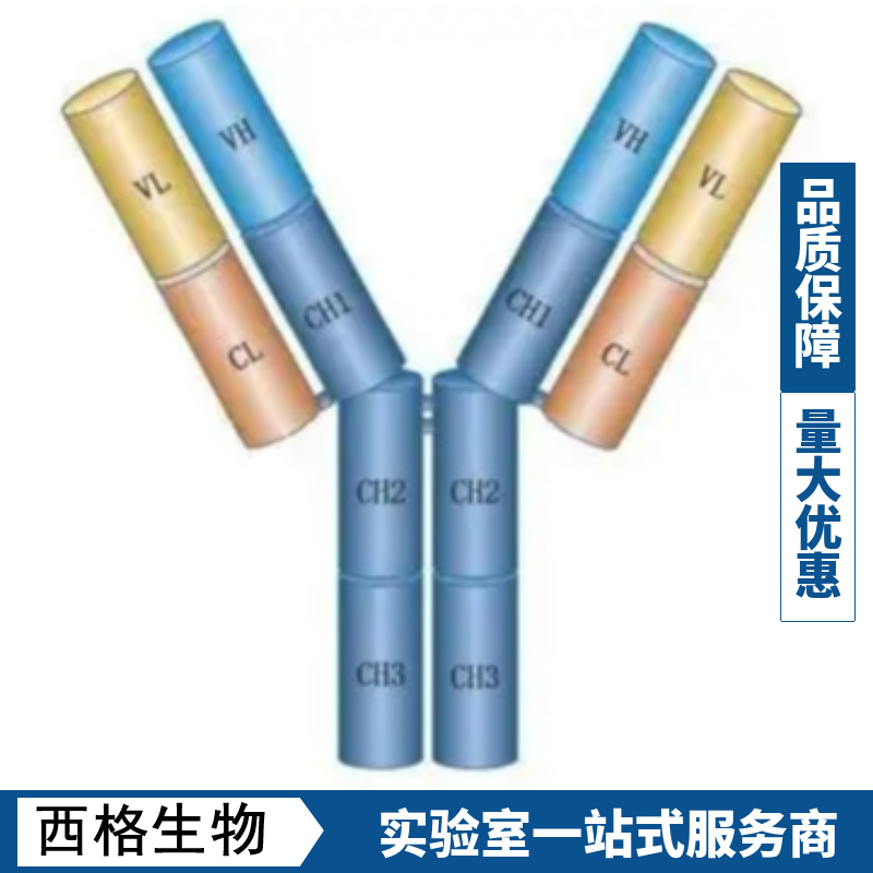 血管紧张素转换酶ACE1抗体