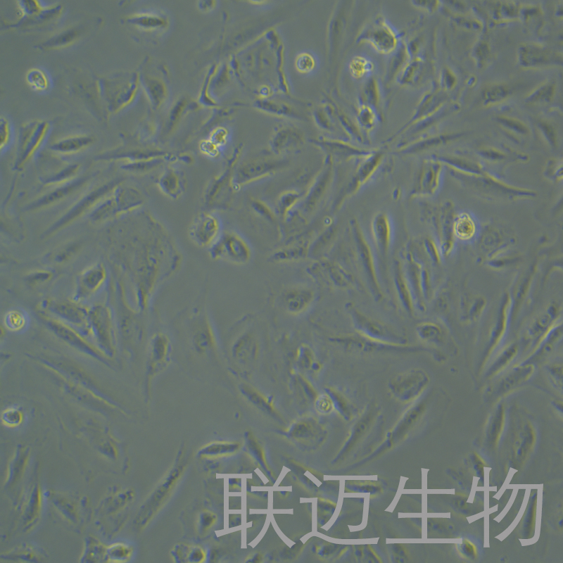 SSP-25细胞（人肝胆管癌细胞）LM8C1438