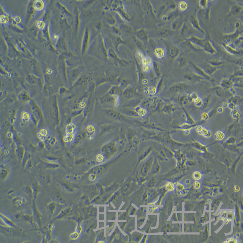 SVGP12细胞（人星形胶质细胞）LM8C1443