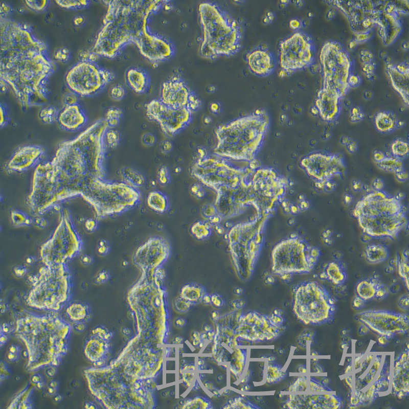 SW1463-LUC细胞（人直肠腺癌细胞荧光素酶标记）LM8C1089-L