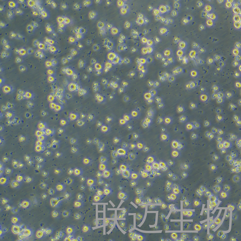 WEHI-3B细胞（小鼠髓样单核白血病细胞）LM8C1458