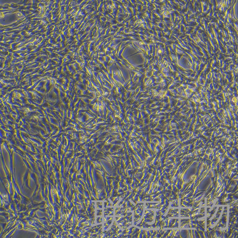 大鼠主动脉内皮细胞永生化细胞 LM8PC055RE