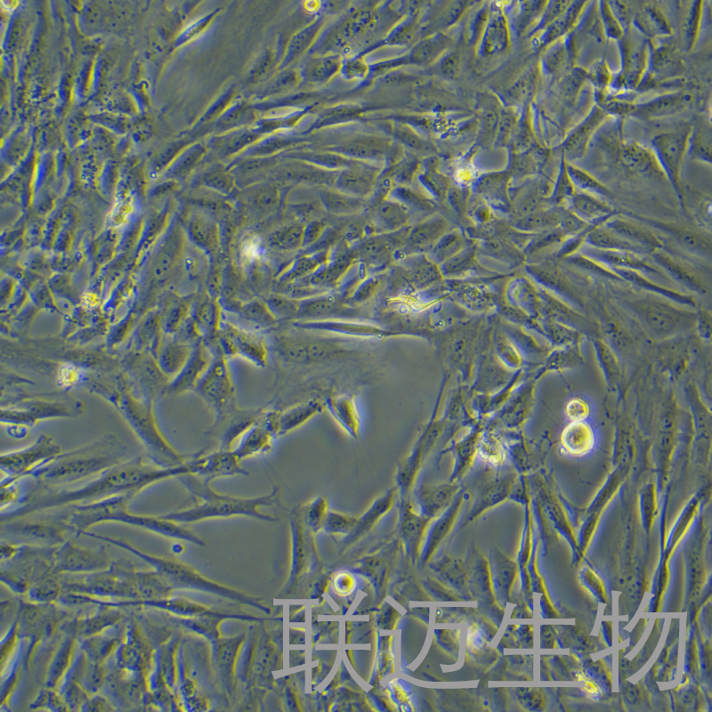 人成骨细胞永生化细胞 LM8PC027HE