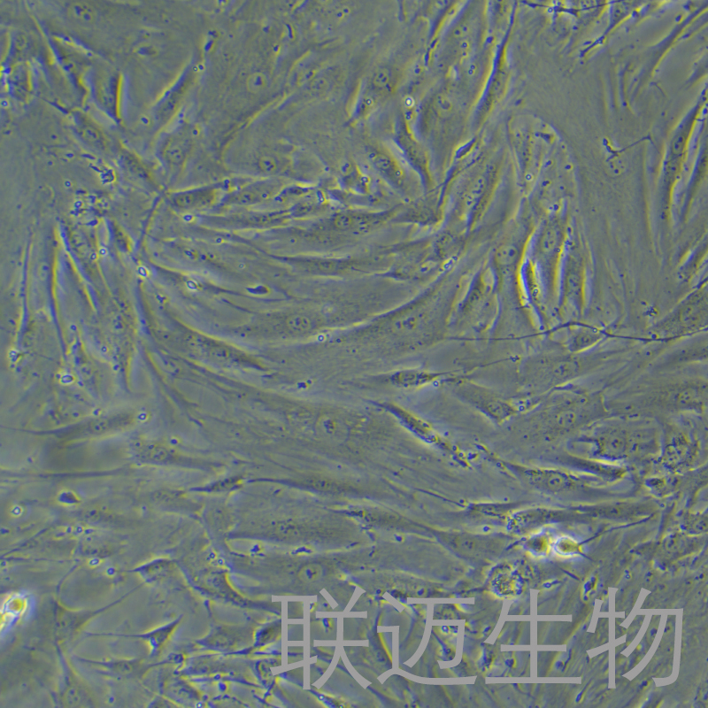 人睾丸支持细胞永生化细胞 LM8PC060HE