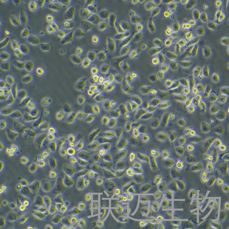 人子宫内膜上皮细胞永生化细胞 LM8PC058HE