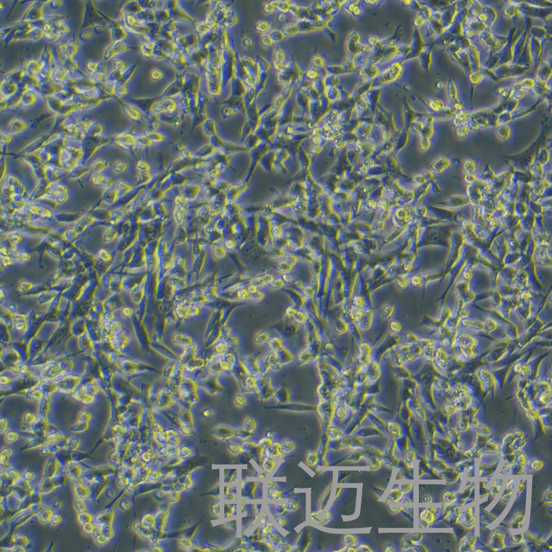 小鼠骨髓间充质干细胞永生化细胞 LM8PC055ME