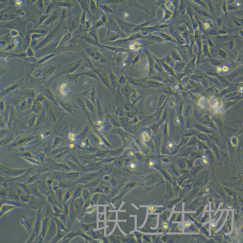 大鼠脂肪间充质干细胞永生化细胞 LM8PC077RE