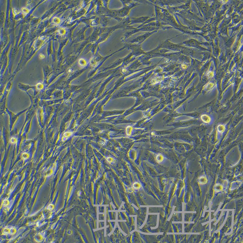 人肝成纤维细胞永生化细胞 LM8PC086HE