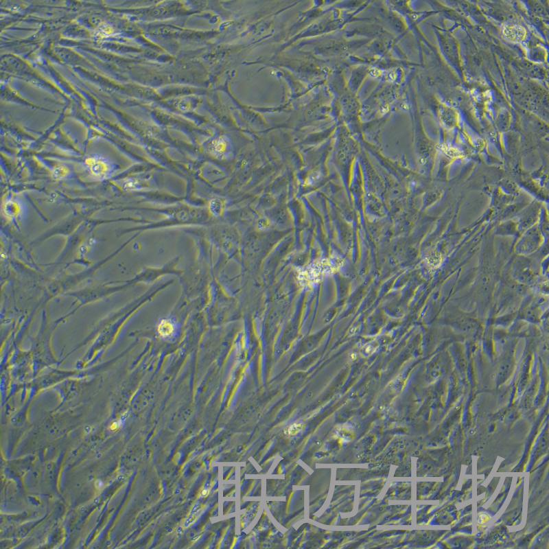 人髓核细胞永生化细胞 LM8PC094HE