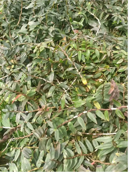 铁皮石斛提取物