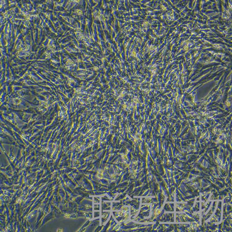 猪骨骼肌卫星细胞永生化细胞 LM8PC004PE