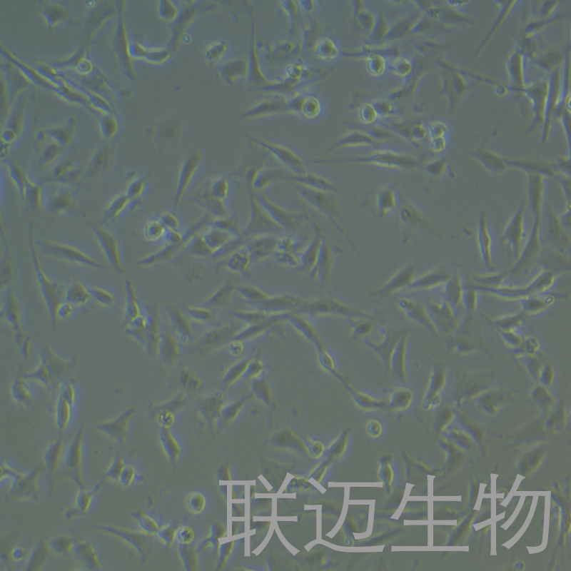 猪子宫内膜上皮细胞永生化细胞 LM8PC009PE