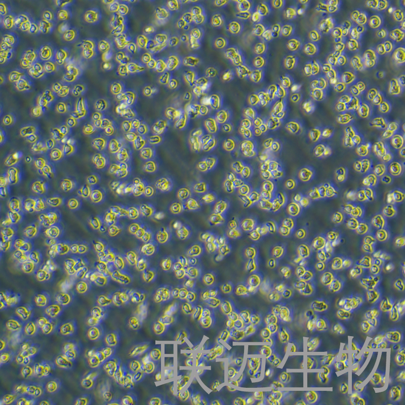 HPB-ALL细胞（儿童 T 急性淋巴细胞白血病）LM8C1468