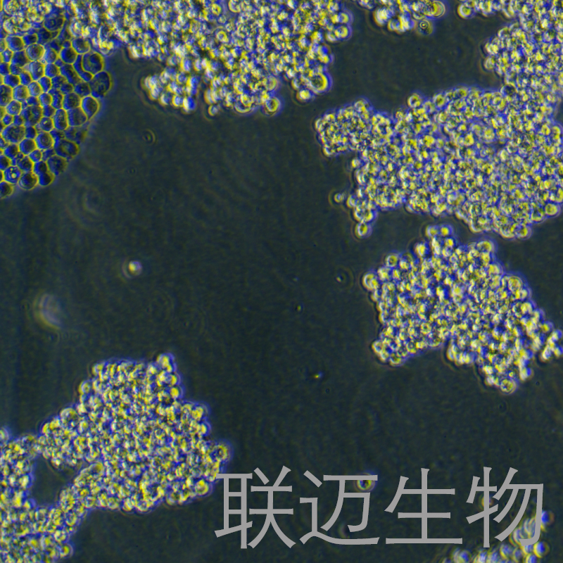 Expi293F细胞（人胚肾细胞）LM8C1471