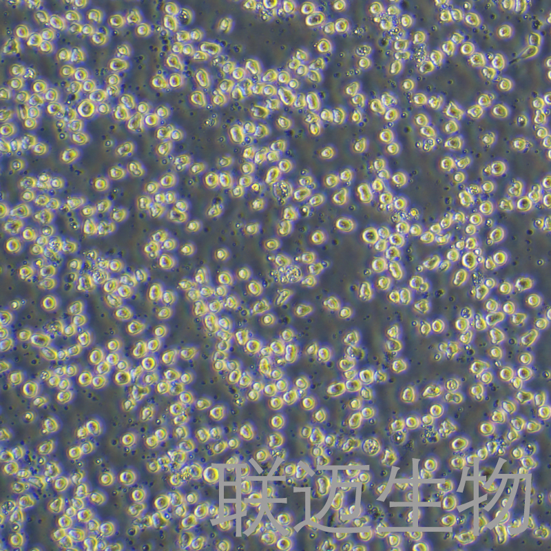 KO52细胞（人白血病细胞）LM8C1473