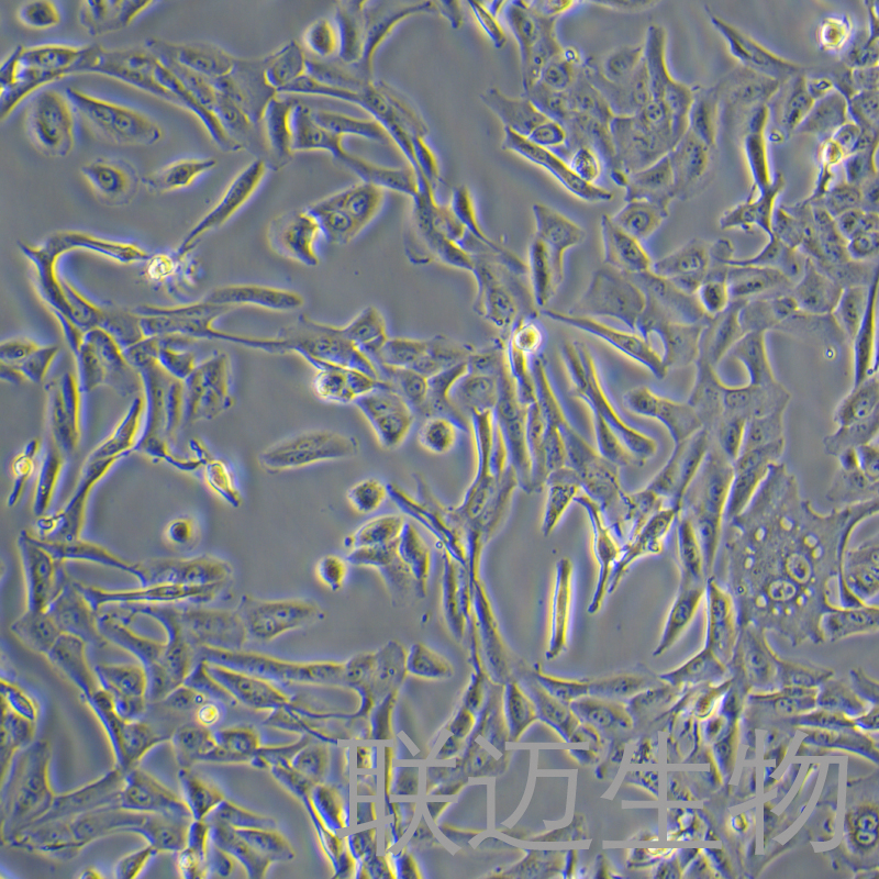 HepaRG细胞（人肝癌细胞）LM8C1475