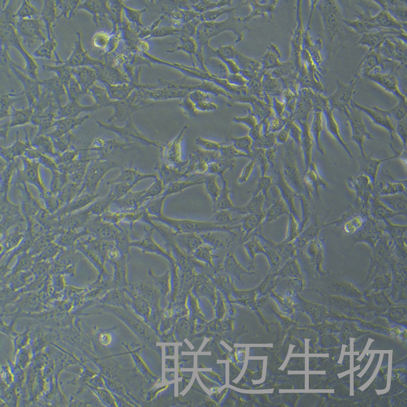 TRAMP-C1-LUC细胞（小鼠前列腺癌上皮细胞荧光素酶标记）LM8C1449-L