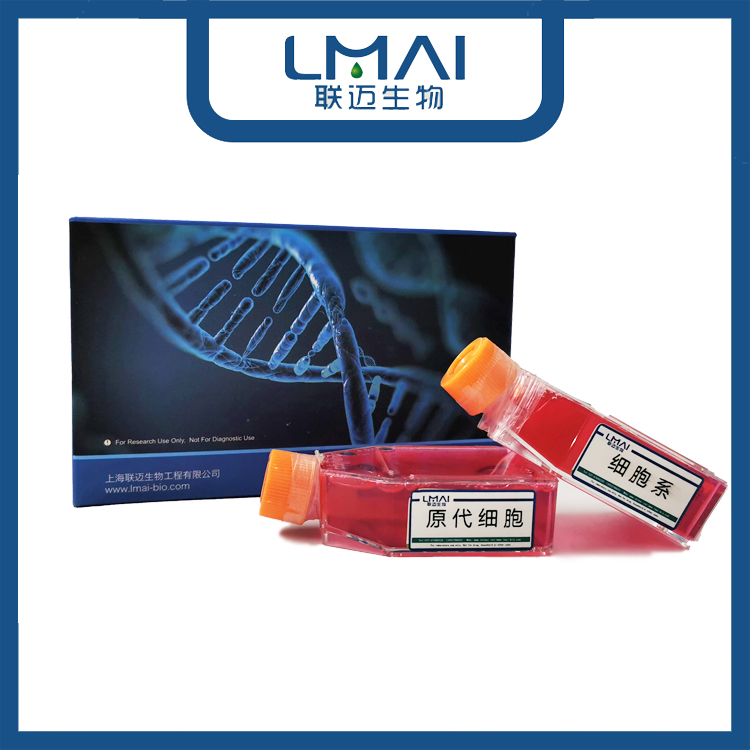 HCEC-B4G12细胞（人角膜内皮细胞）LM8C1483