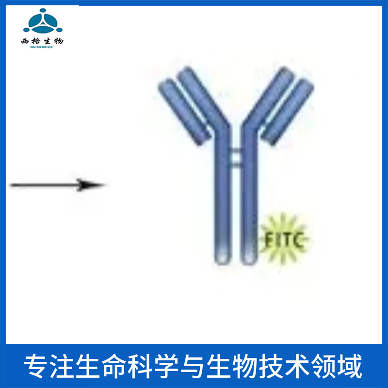 猪瘟病毒E2抗体