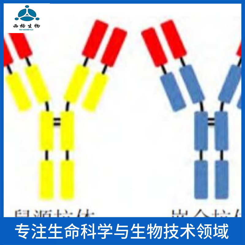 猪瘟病毒E2抗体