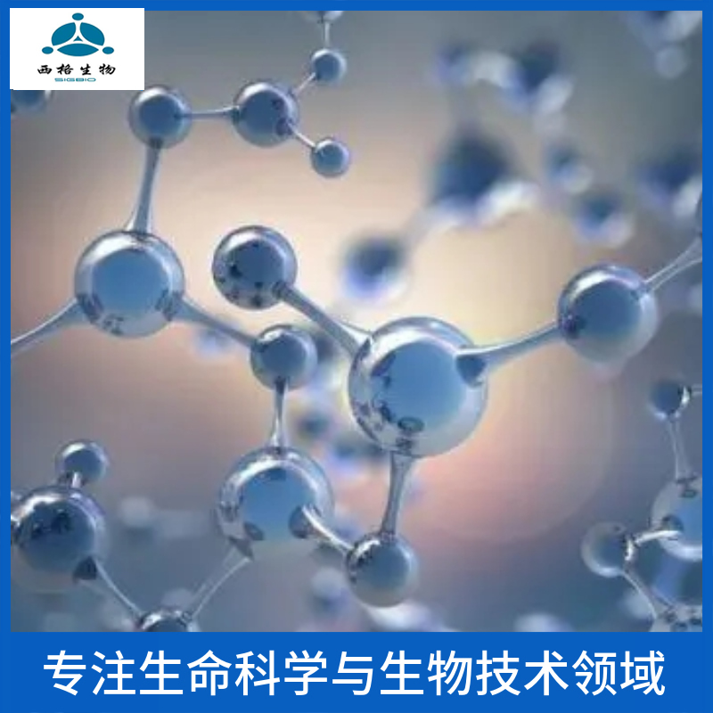 组织相容性复合体蛋白2反式激活因子抗体