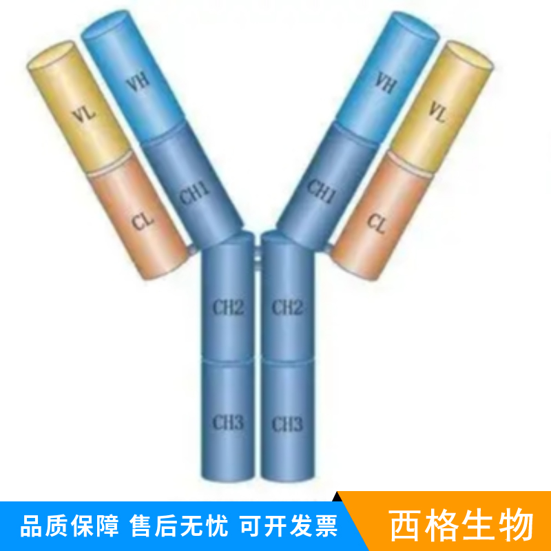 P-糖蛋白重组兔单克隆抗体