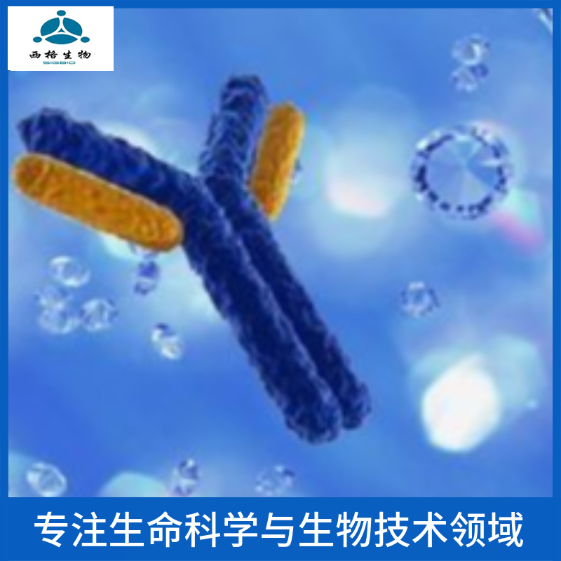 丝氨酸/苏氨酸蛋白激酶PINK1单克隆抗体