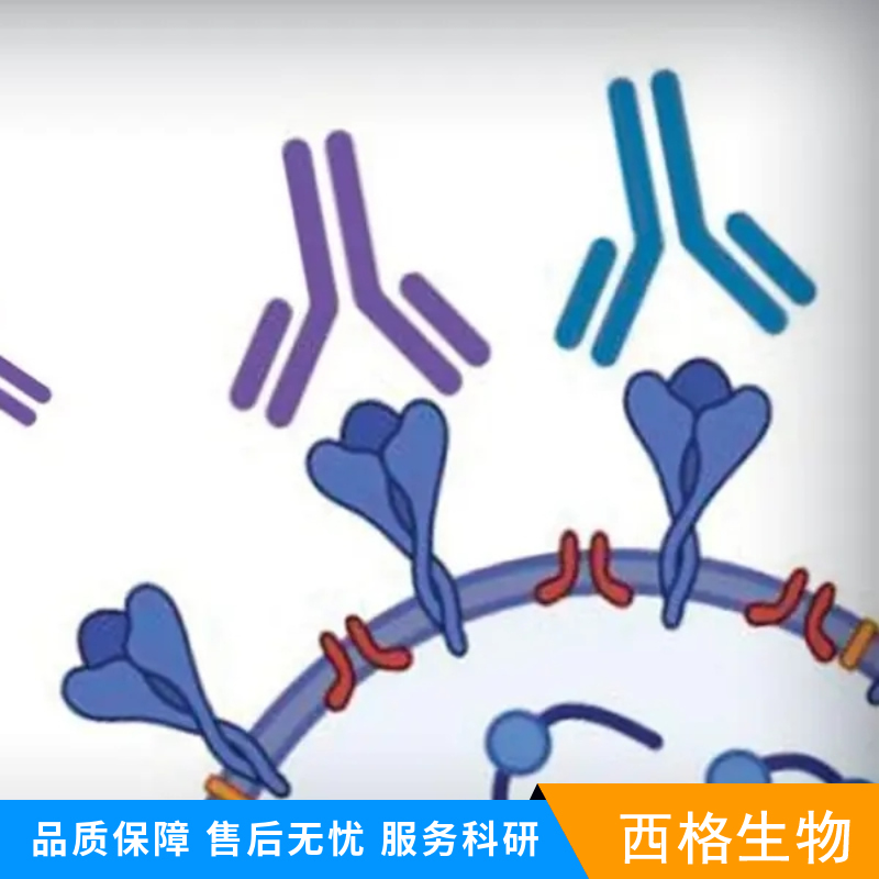 丝氨酸/苏氨酸蛋白激酶PINK1单克隆抗体